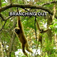 Branching Out by Alan Hamilton
