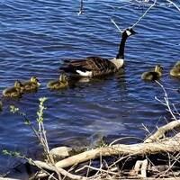 JFF 524 - Almost Normal! by Johanne G Gagnon