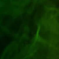 Dancehall Reggae Vibes