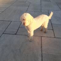 podcast 8 rap by LE MATOU