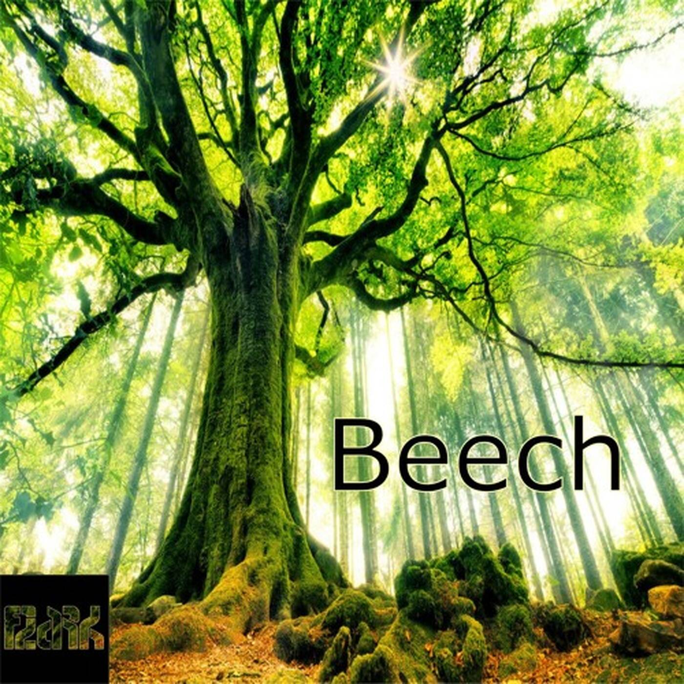 Beech [FREE DOWNLOAD] episode artwork