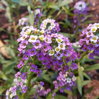 Jose Adolfo Martinez Moreno