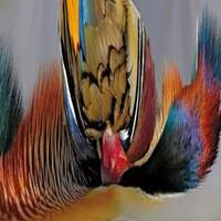 Féchô by Gérard Delassus