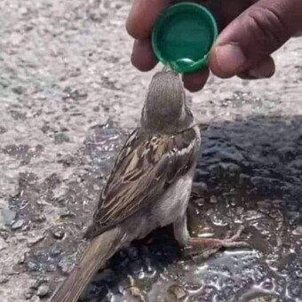 Świętosława Radomira