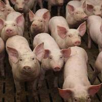 #balancetaporcherie_Complet by Radio Pikez