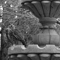 32/88 Fuente labrada (Fantasmas) by Elko Omar Vazquez Erosa