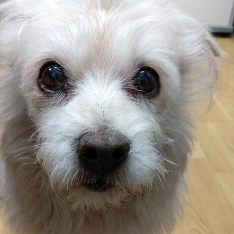 Twisted Sister (Feat. Lemmy)