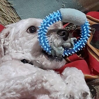 Abril Castro Carrillo