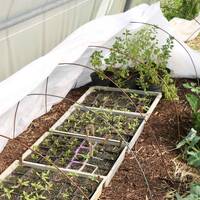 7 - Réussir ses plants en pépinière. by Terre & Humanisme