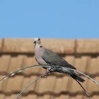 Gottes Dynamik ist lebendig machender Geist - Predigt am 7. Sonntag i. Jkrs., Lj. C - 2025 von P. Christoph Kreitmeir in Ingolstadt by Christoph Kreitmeir