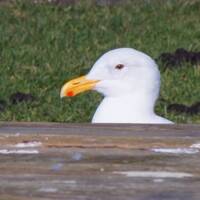 Shortbasket the Third by NyxSix Supernova