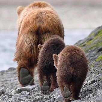 Rhonda L Vertefeuille