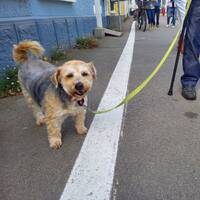 Podcast 19 musique de l'est, tsigane, orientale by LE MATOU