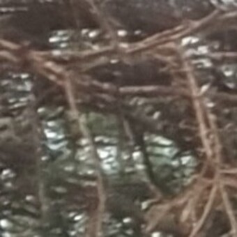 Judethadeus Mashalia