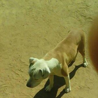 Tshepo Kwena Mothupi