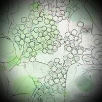 Garden Dub by Schachmusik