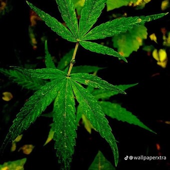 Palmaboko flamer🇰🇪