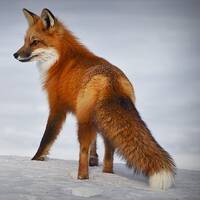 خطوات الثعلب البعيدة المدى by Reason Of Hope