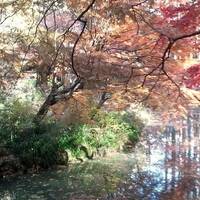 西野カナ - Dear... by Sopra