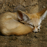 Mr Fox by Kurt Beatz Maniac