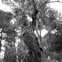 64/88 El naufragio de toda una raza (Fantasmas) by Elko Omar Vazquez Erosa