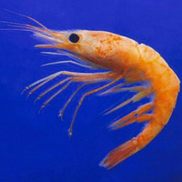 Shrimp by OceanDub