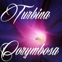 Silyfirst - Turbina Corymbosa by Silyfirst