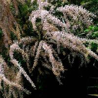 Tamarix tetrandra by Gérard Delassus