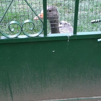 Alain Nordsonorisations