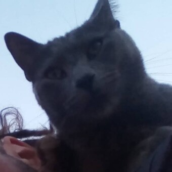 Gabitek Aka Mes-Tralleta