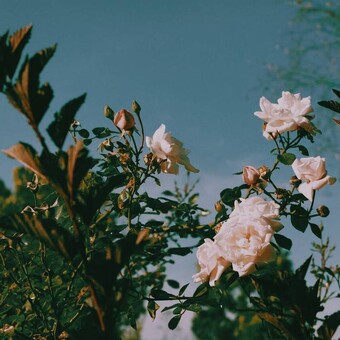 Cowboy Rel&aacute;mpago