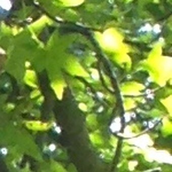 Ebru Y&uuml;kselt&uuml;rk