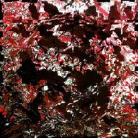 Altérations sensorielles by Gérard Delassus