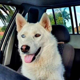 Molefi Manqoba Boroko