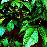 Acer Negundo by Gérard Delassus