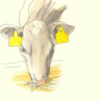 05.Veaux qui mangent by petit label