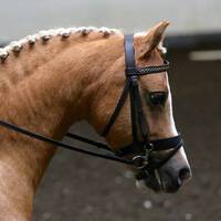 Hard Knock Pony by EquisMusic