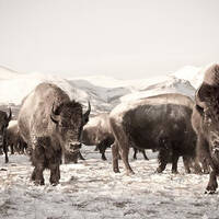 Roman Sanchez - Buffalo Poem by Warriorpoets