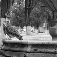 82/88 Como la golondrina (Fantasmas) by Elko Omar Vazquez Erosa