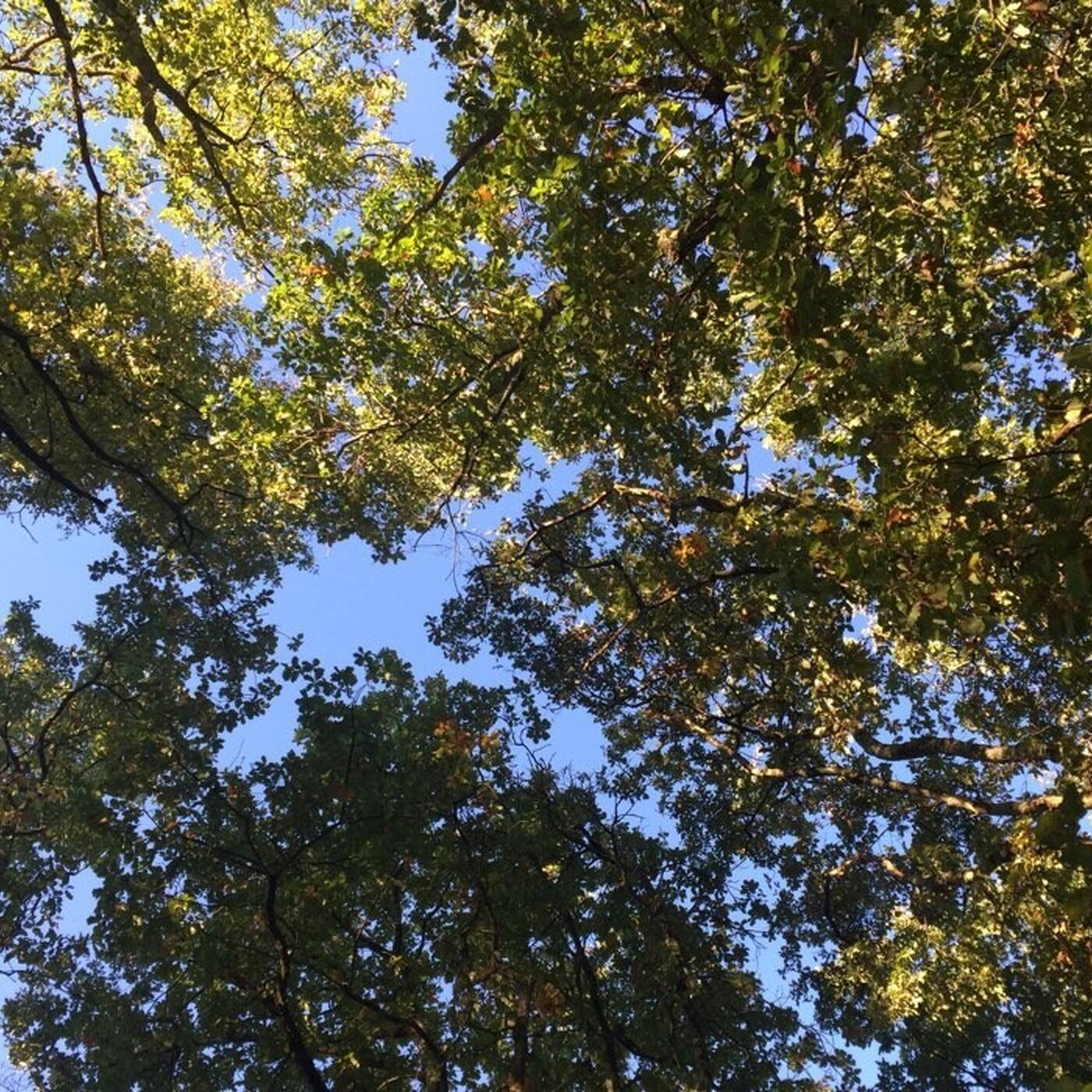 Christ'of - canopy part 1 episode artwork