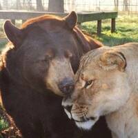 Dummer Bär by Hans Krauß