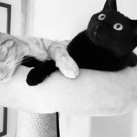 Melodic House &amp; Techno