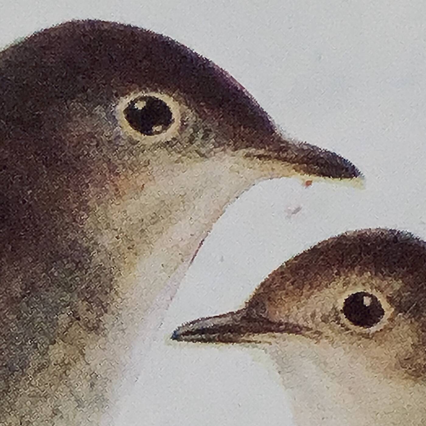 nightingale duet episode artwork
