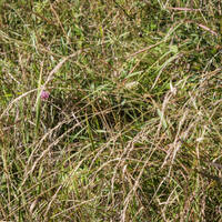 Grasshoppers in the grass - evening by Notes on Sound