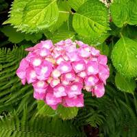 Petite pluie sur les hortensias by Gérard Delassus