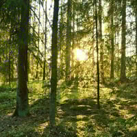 Reaktivität abschwächen und im Frieden sein - Teil 4 by Stephan Pende Wormland