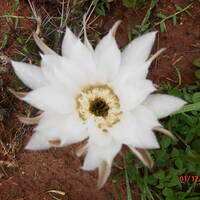 Disfrutar la vida by Hans Krauß