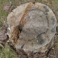 Walking through Jericho by Ulrich Bauer