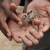 BALULE NATURE RESERVE - Greenfire Lodge - Ranger JOE MAIAPANE - [ SOUTH AFRICA ] by Radio X Interviews