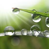 Dew [Ableton Live Lite] by MDY.ART